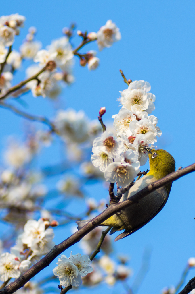 春のメジロ推し