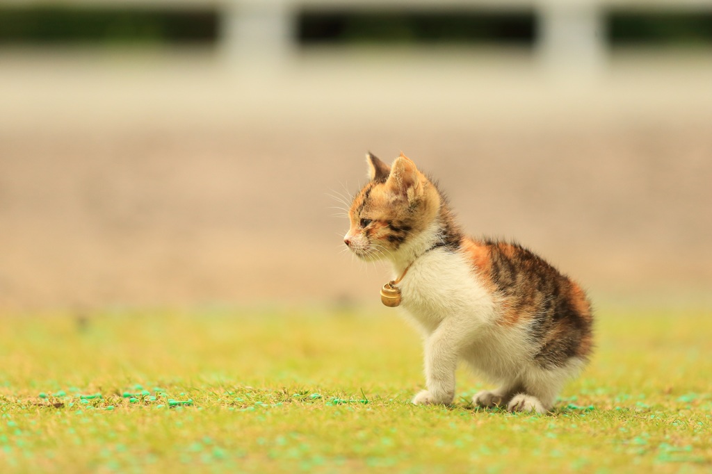 まなざし