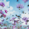 Pastel Pink