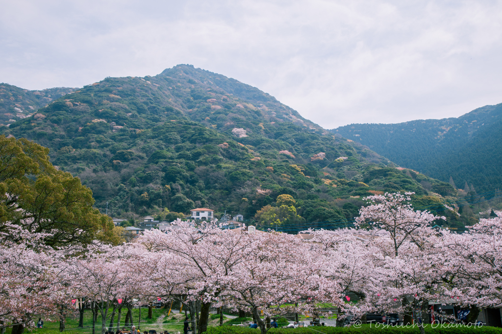 yamazatonoSakura2