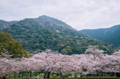 yamazatonoSakura2