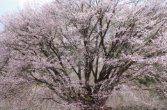 群馬　片品村天王桜