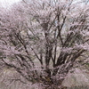 群馬　片品村天王桜