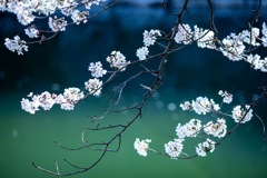 SAKURA
