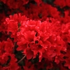 この花は？