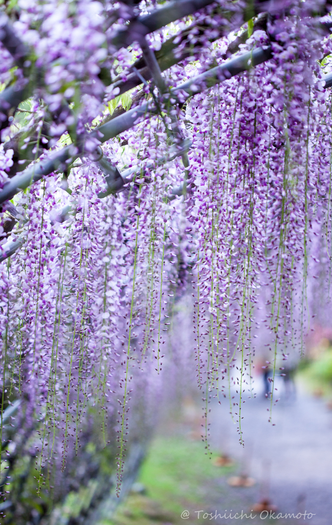 藤の花2