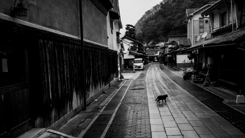 Black Cat