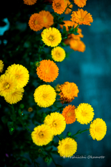Yellow Flowers