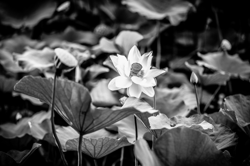 LOTUS　MONOCHROME