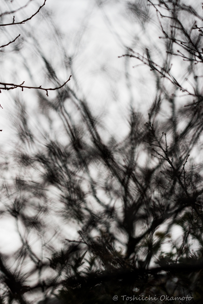 The Voice of The Trees