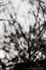 The Voice of The Trees