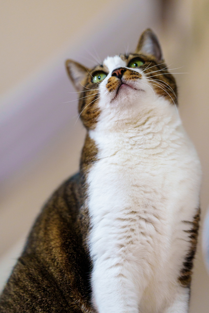 マロン