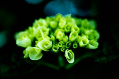 ＡＪＩＳＡＩ紫陽花