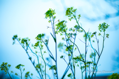 Yellow Flowers