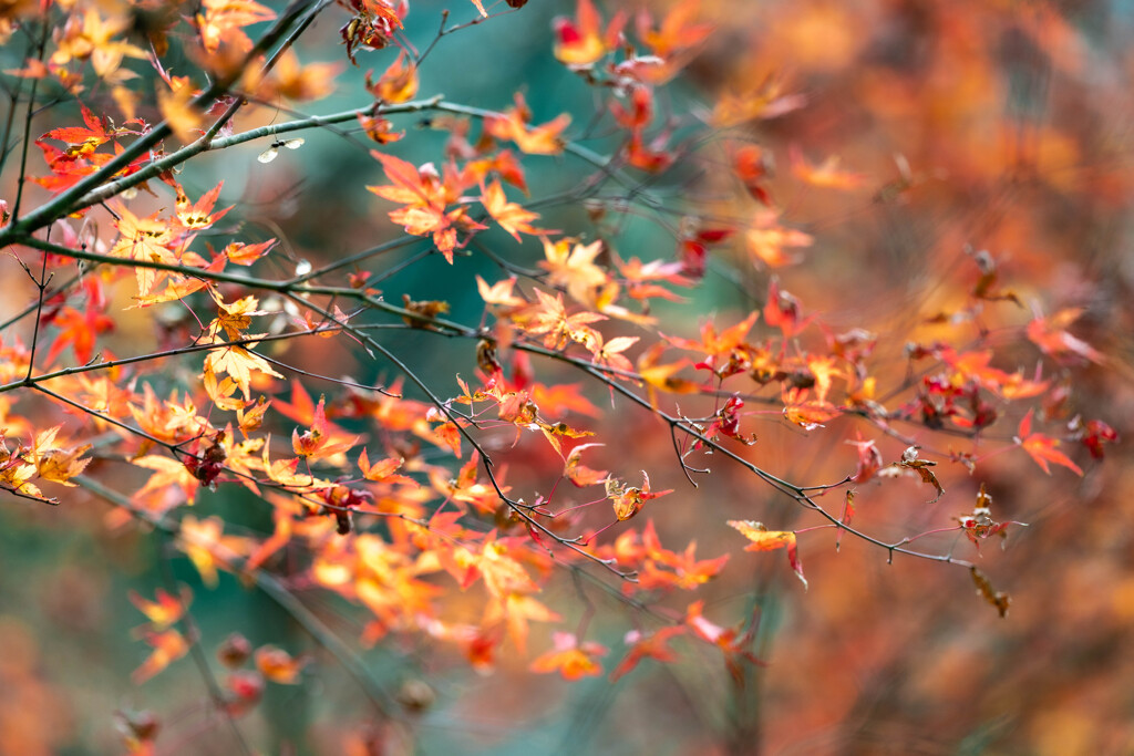 耶馬渓紅葉