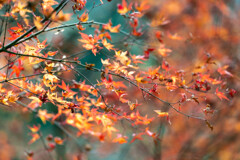 耶馬渓紅葉