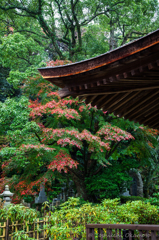 雨の功山寺7