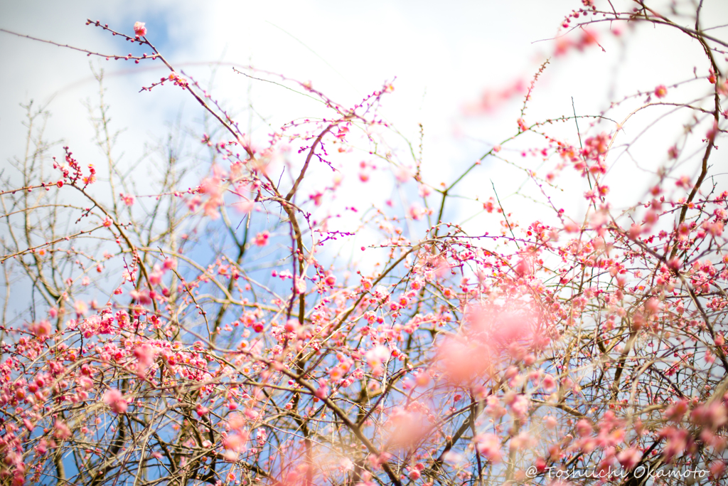 ume