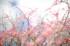 ume