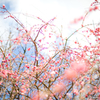 ume