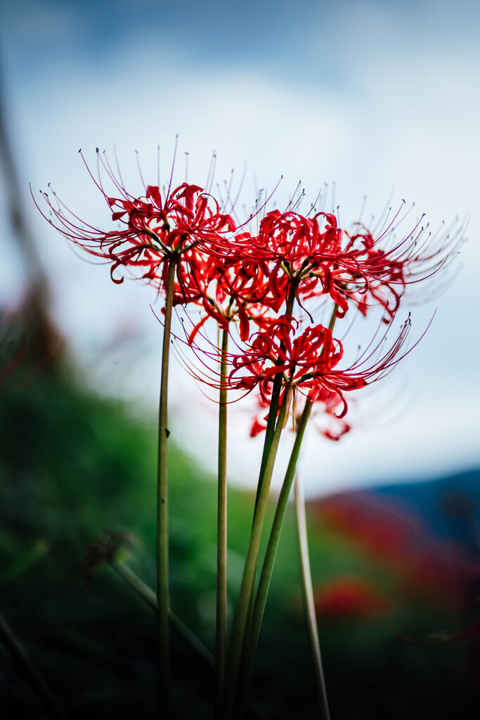 HIGANBANA 　炎