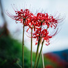 HIGANBANA 　炎
