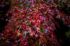 MOMIJI GYORAKUEN