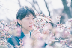 SHIHO 桜