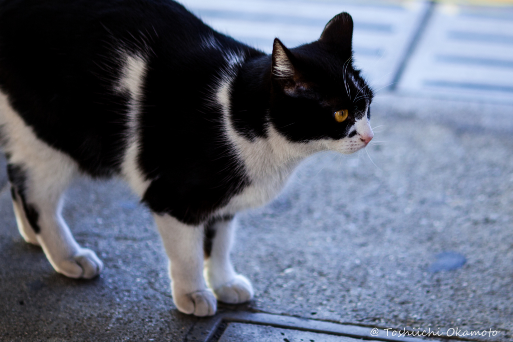 猫