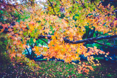momiji