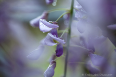 藤の花