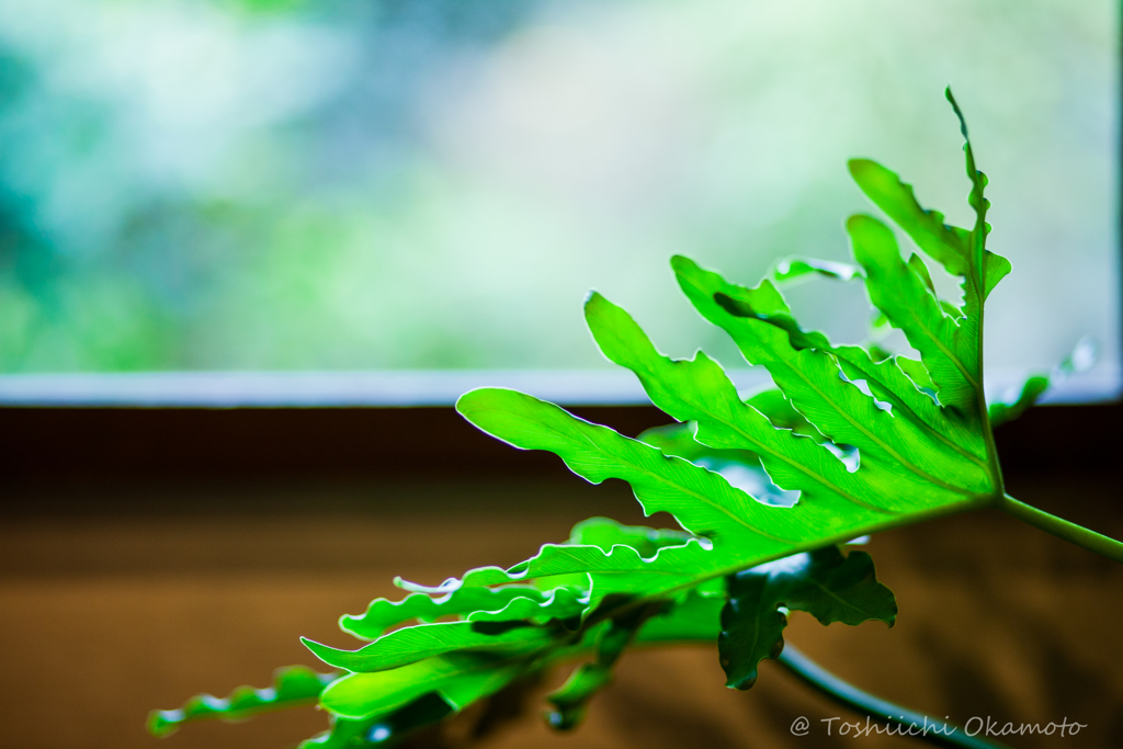 Green Leaf