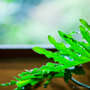 Green Leaf