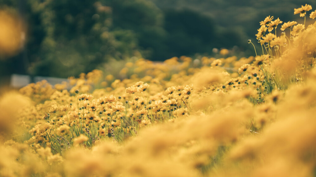 Yellow Flower