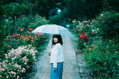 RainyDay Lily