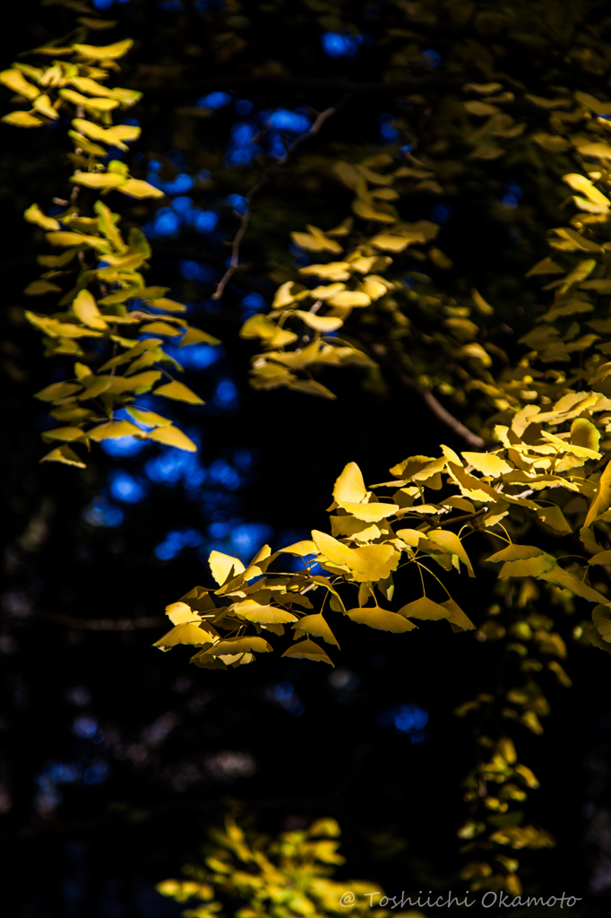 yellow butterfly