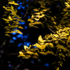 yellow butterfly