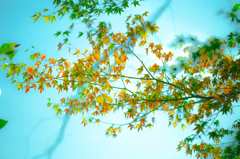 momiji 1