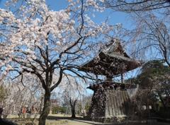慈眼寺　しだれ桜