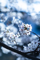 SAKURA