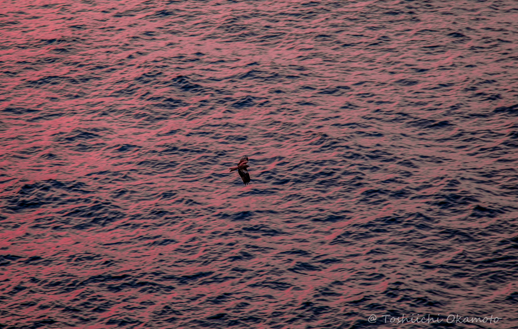 Bird flying into the sunset