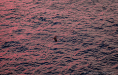 Bird flying into the sunset