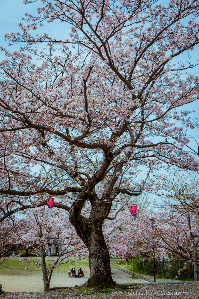 踊り子