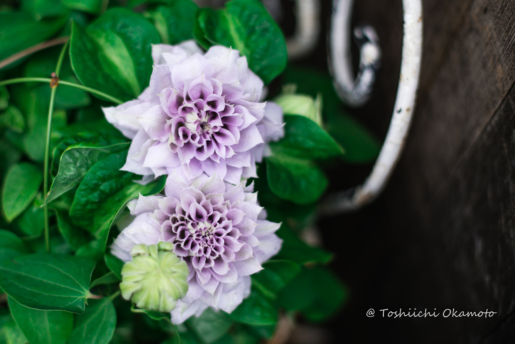  Light purple flowers