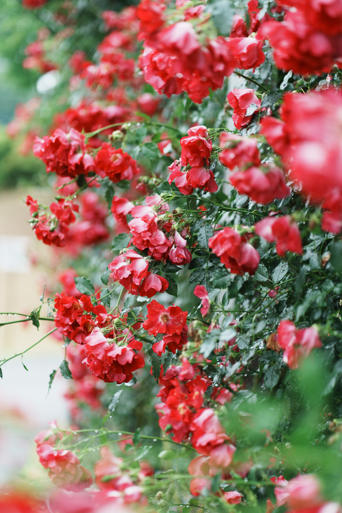 rose