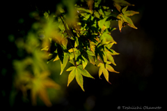 広寿山　福聚寺3