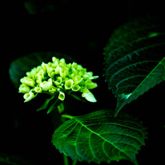 ＡＪＩＳＡＩ紫陽花
