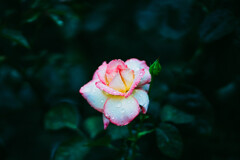 RainyRose