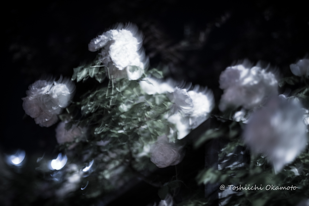 Night　Roses