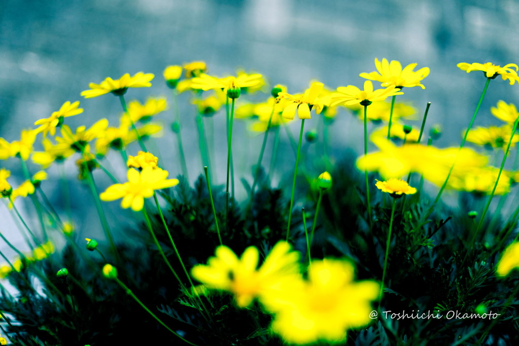 Yellow Flowers